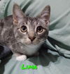 adoptable Cat in Fort Worth, TX named "Lima"