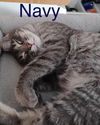 adoptable Cat in Fort Worth, TX named "Navy"