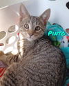 adoptable Cat in Fort Worth, TX named "Pinto"