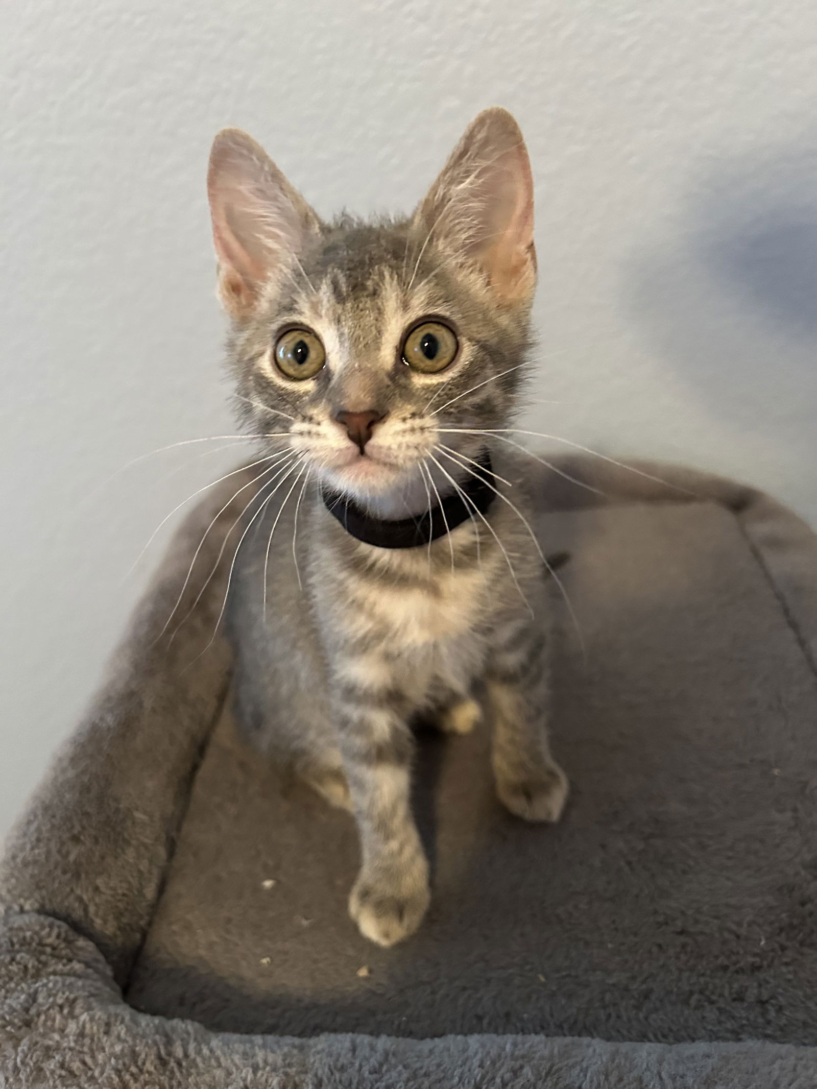 adoptable Cat in Fort Worth, TX named 