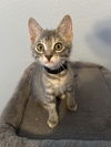 adoptable Cat in Fort Worth, TX named "Lemmon"