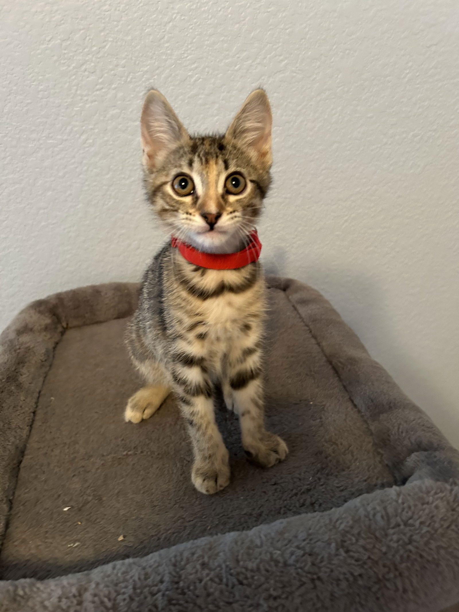 adoptable Cat in Fort Worth, TX named 