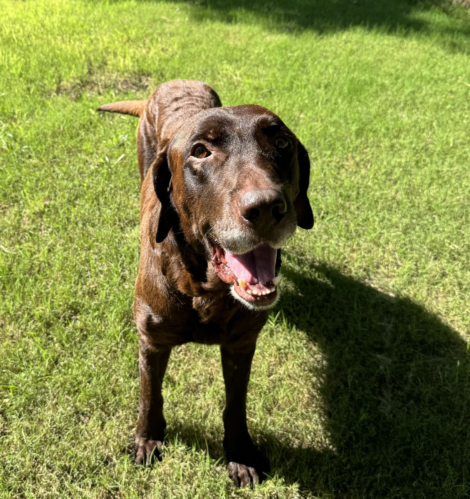 Dog adoption in Fort Worth, TX 76108: Labrador Retriever (medium coat ...