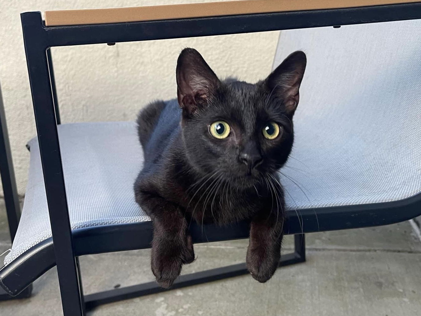 adoptable Cat in Fort Worth, TX named 