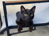 adoptable Cat in Fort Worth, TX named "Wesley"