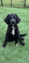 Tux