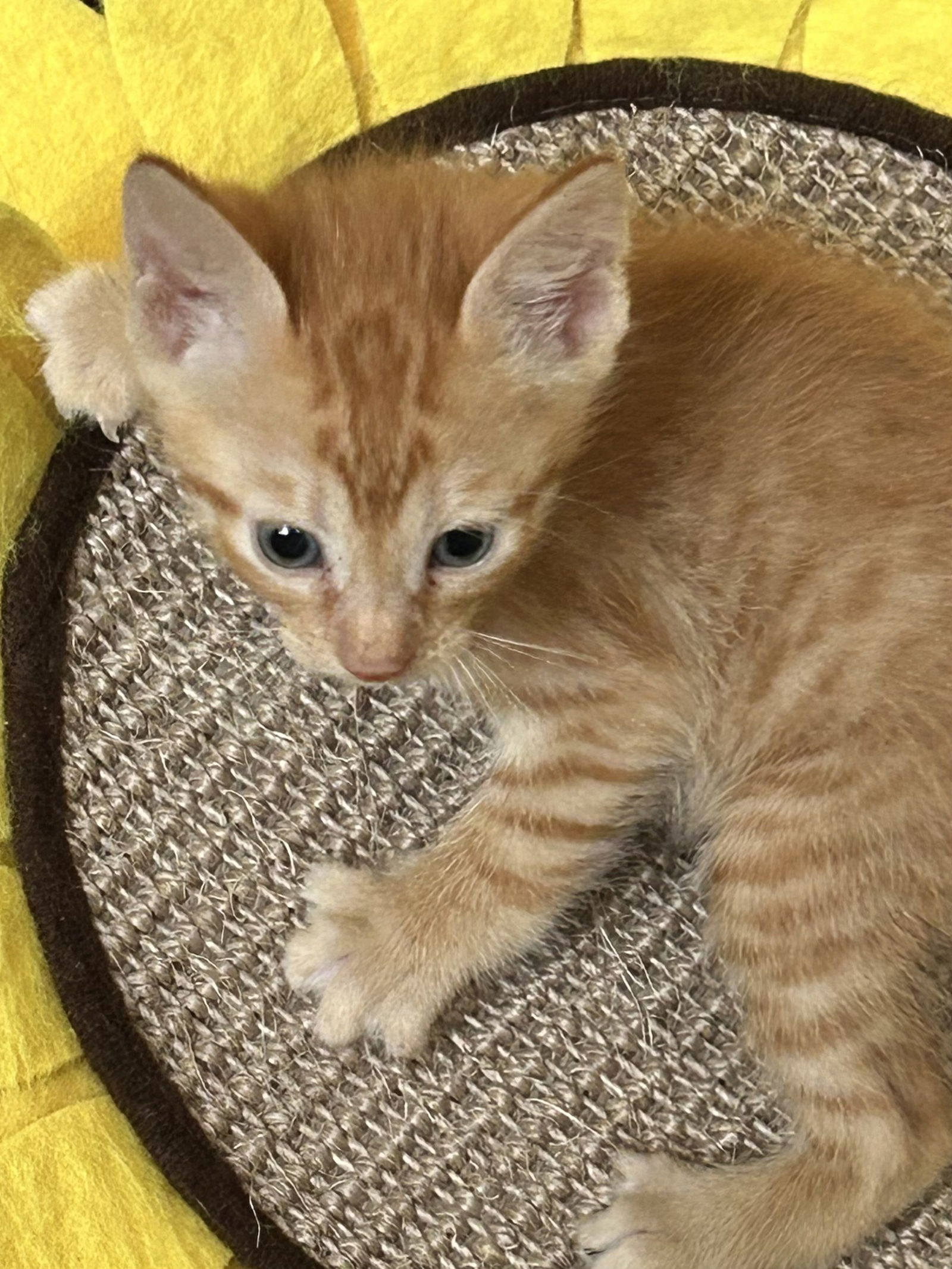 adoptable Cat in Fort Worth, TX named 