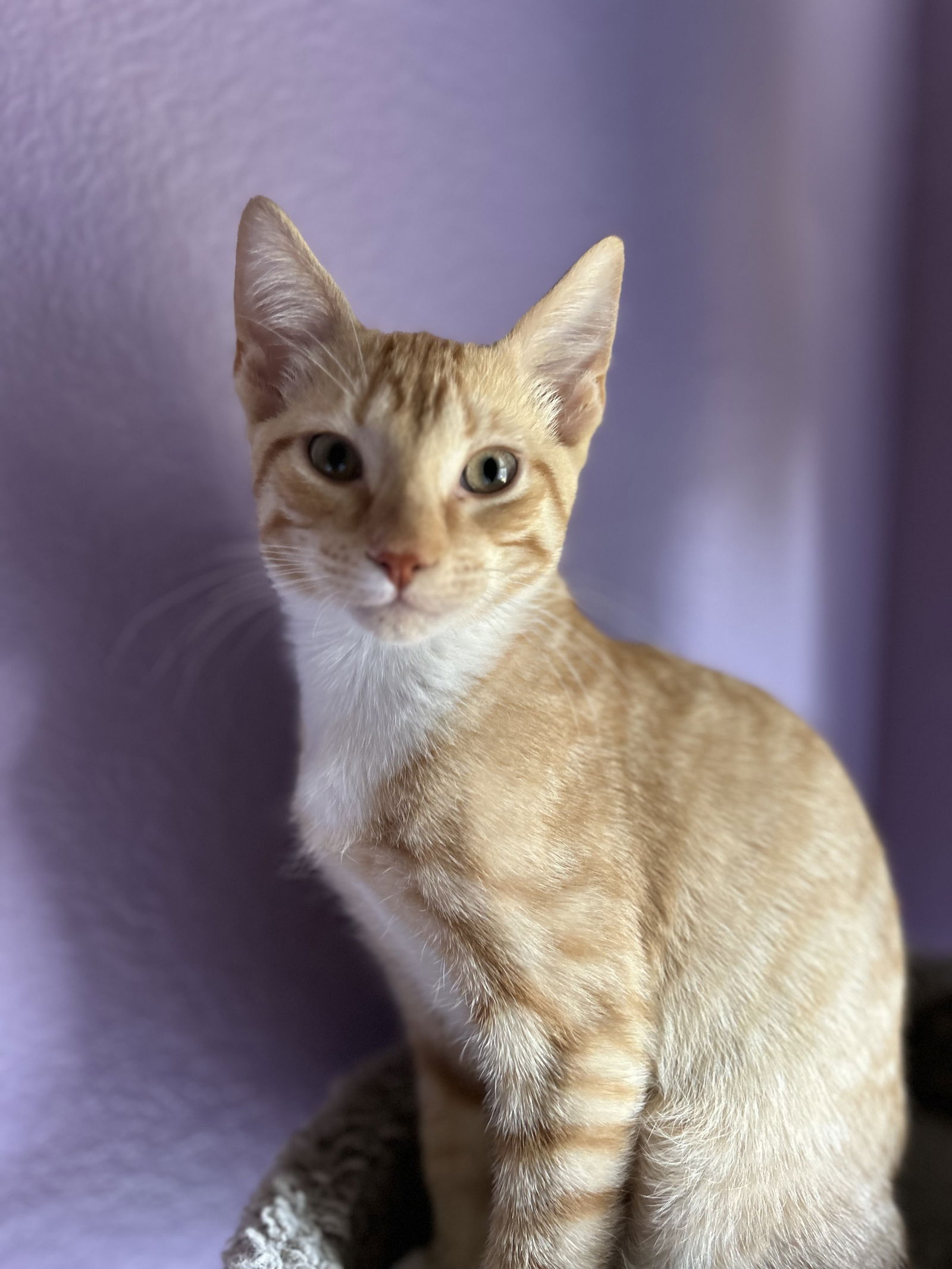 adoptable Cat in Fort Worth, TX named 