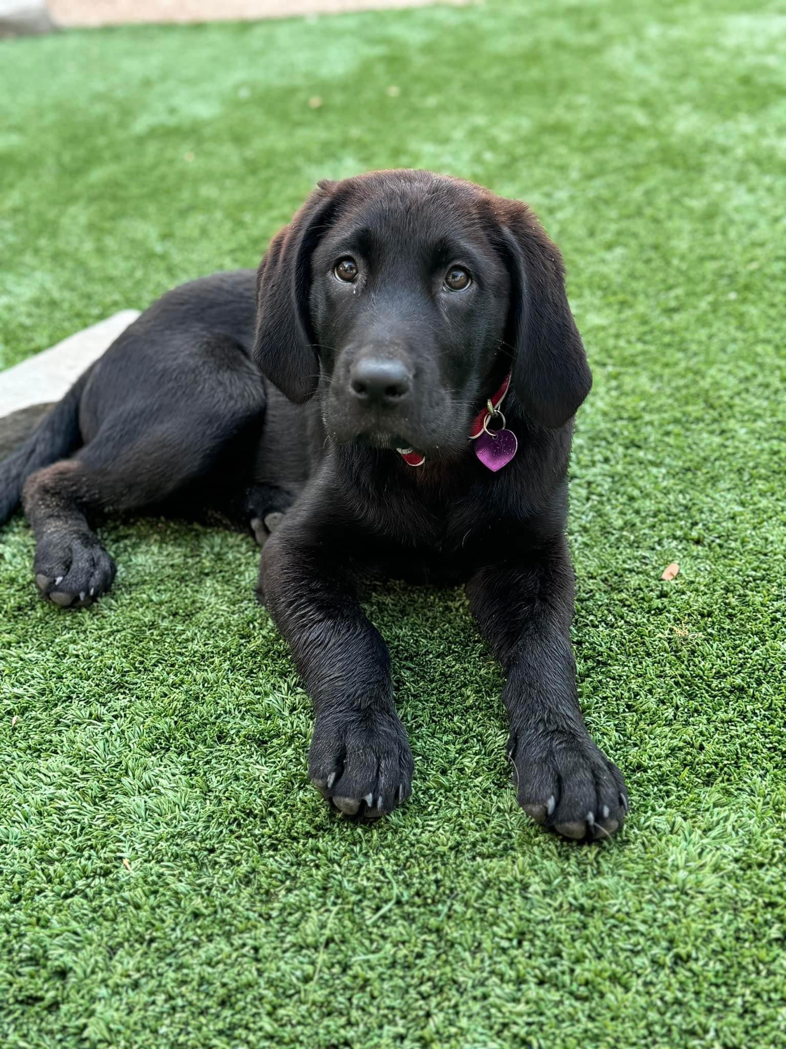 adoptable Dog in Fort Worth, TX named # RuPaul