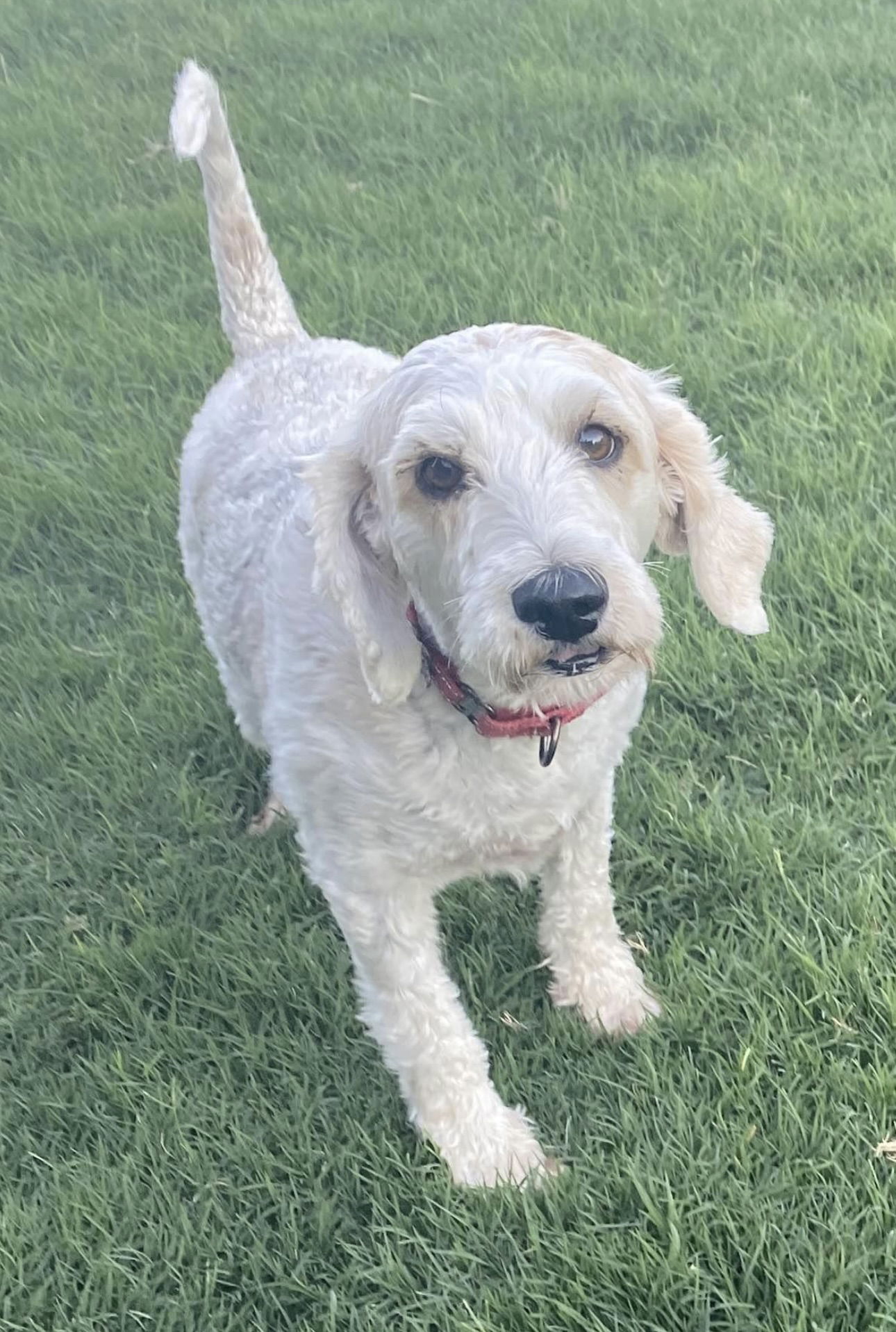 adoptable Dog in Fort Worth, TX named Scooby