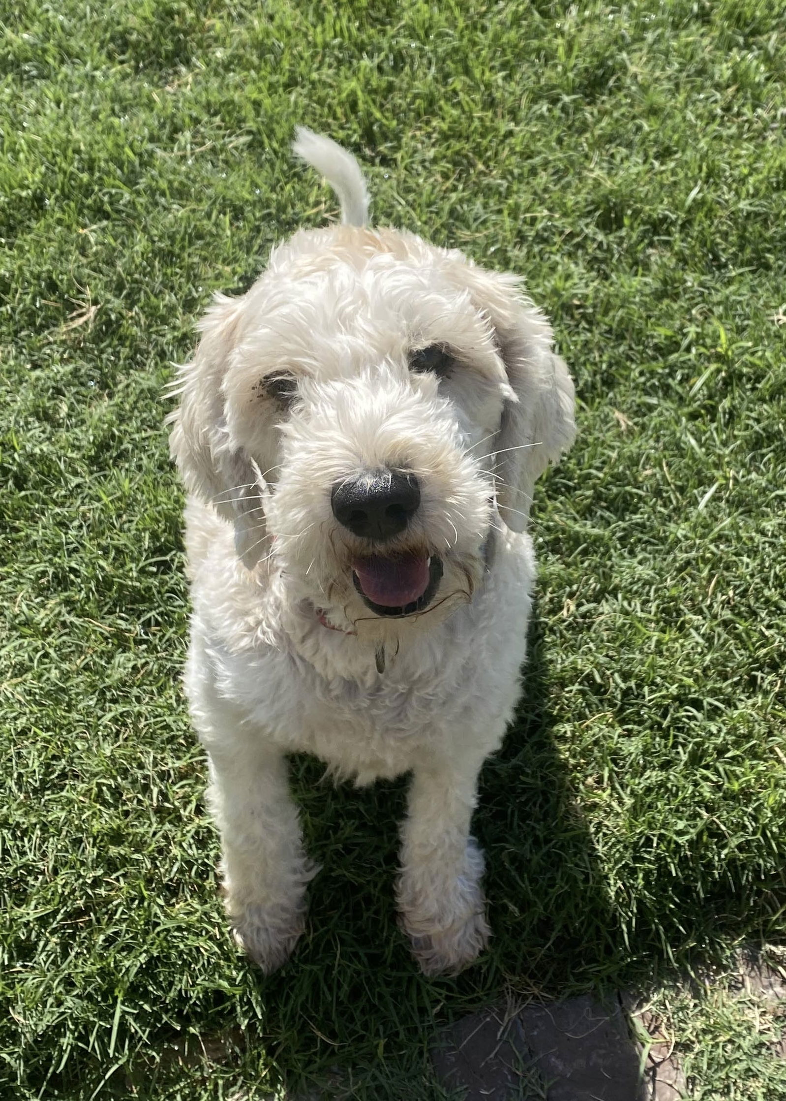 adoptable Dog in Fort Worth, TX named Scooby