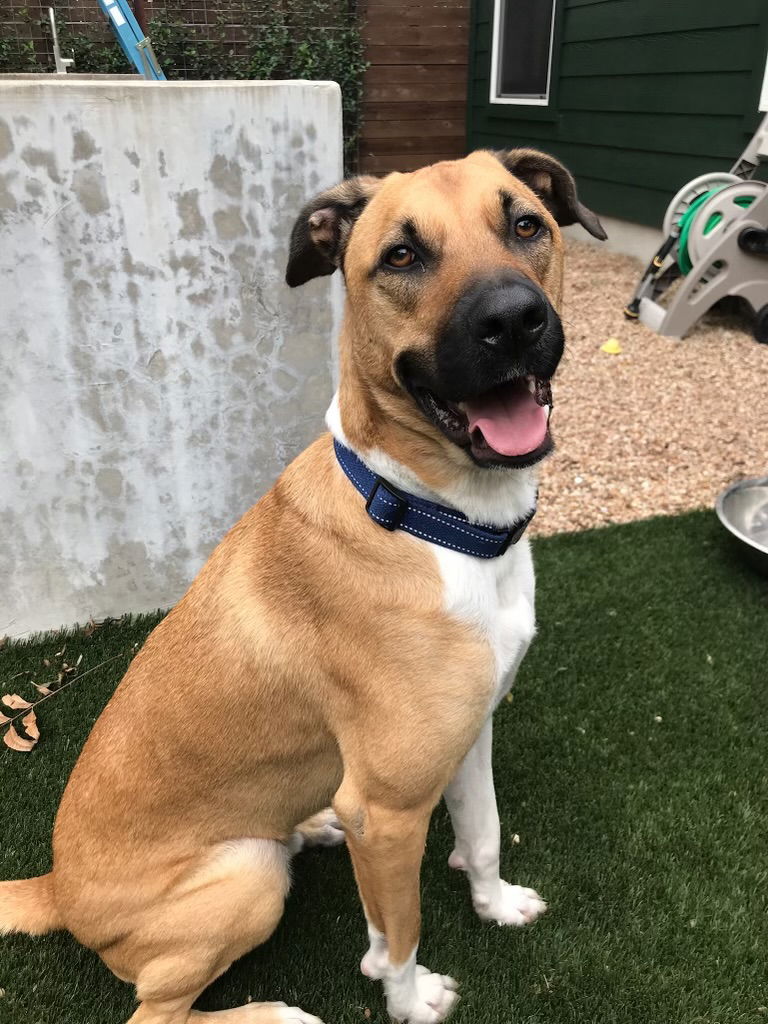 adoptable Dog in Fort Worth, TX named Gibbs