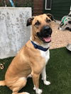 adoptable Dog in  named Gibbs