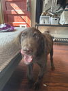 Truffle