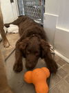 Truffle