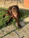 Truffle