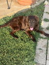 Truffle