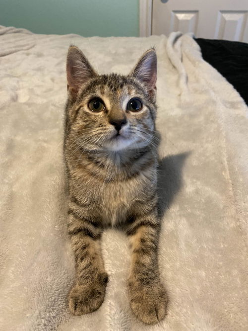 Cleo