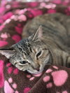 Cleo