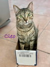 Cleo