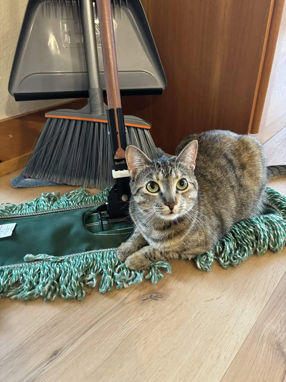 Cleo image 3