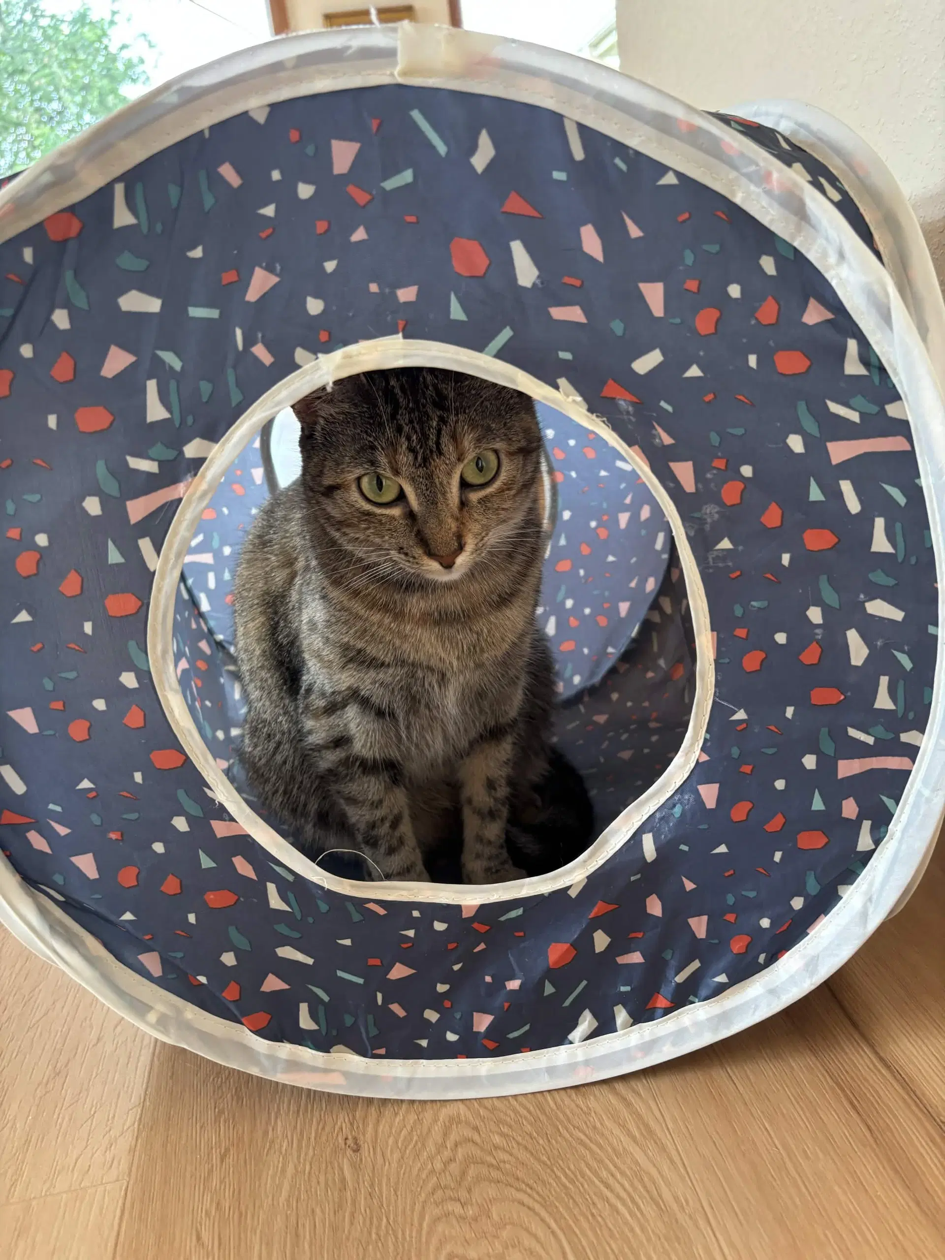 Cleo - Domestic Short Hair