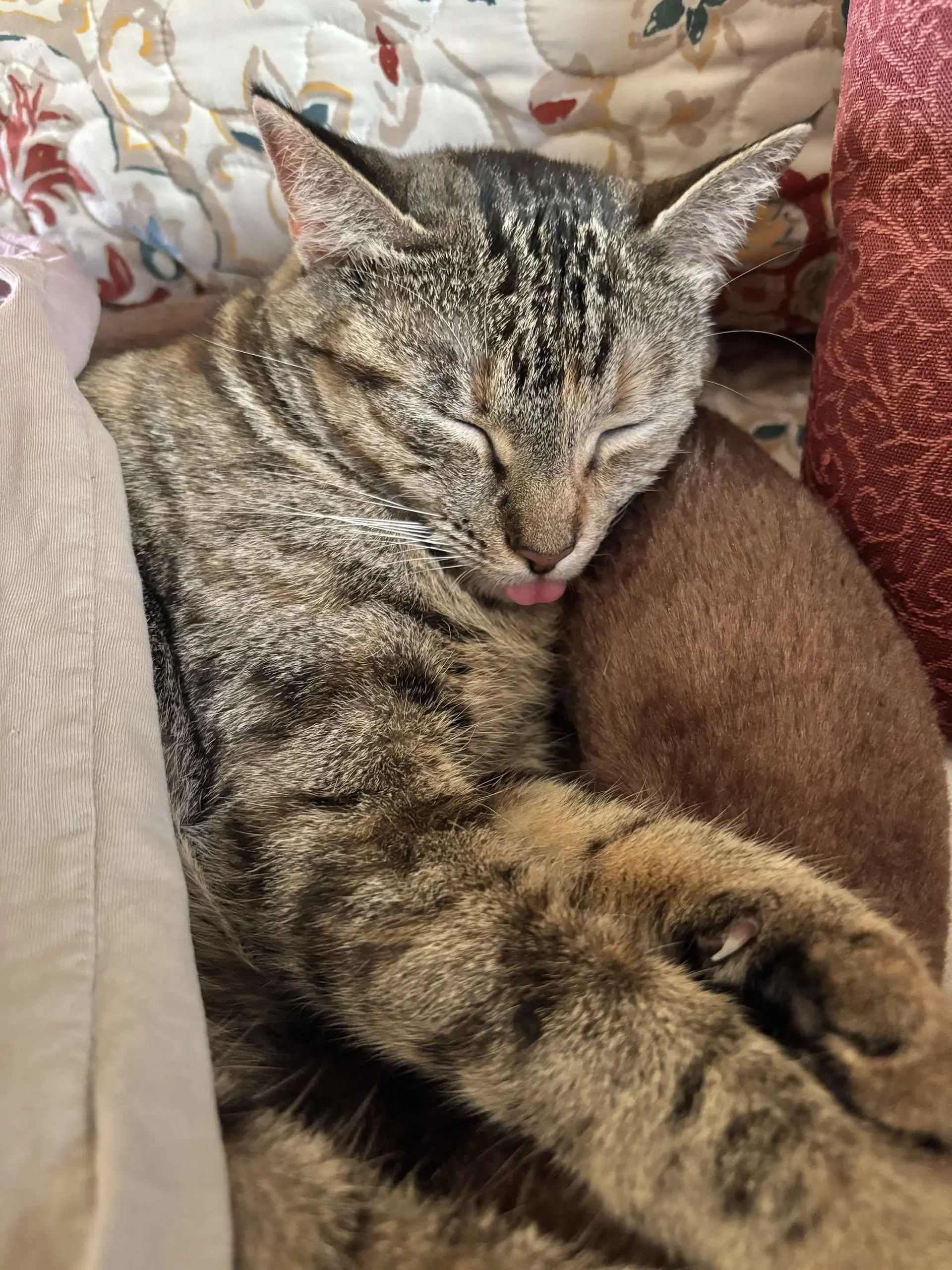 Cleo image 2