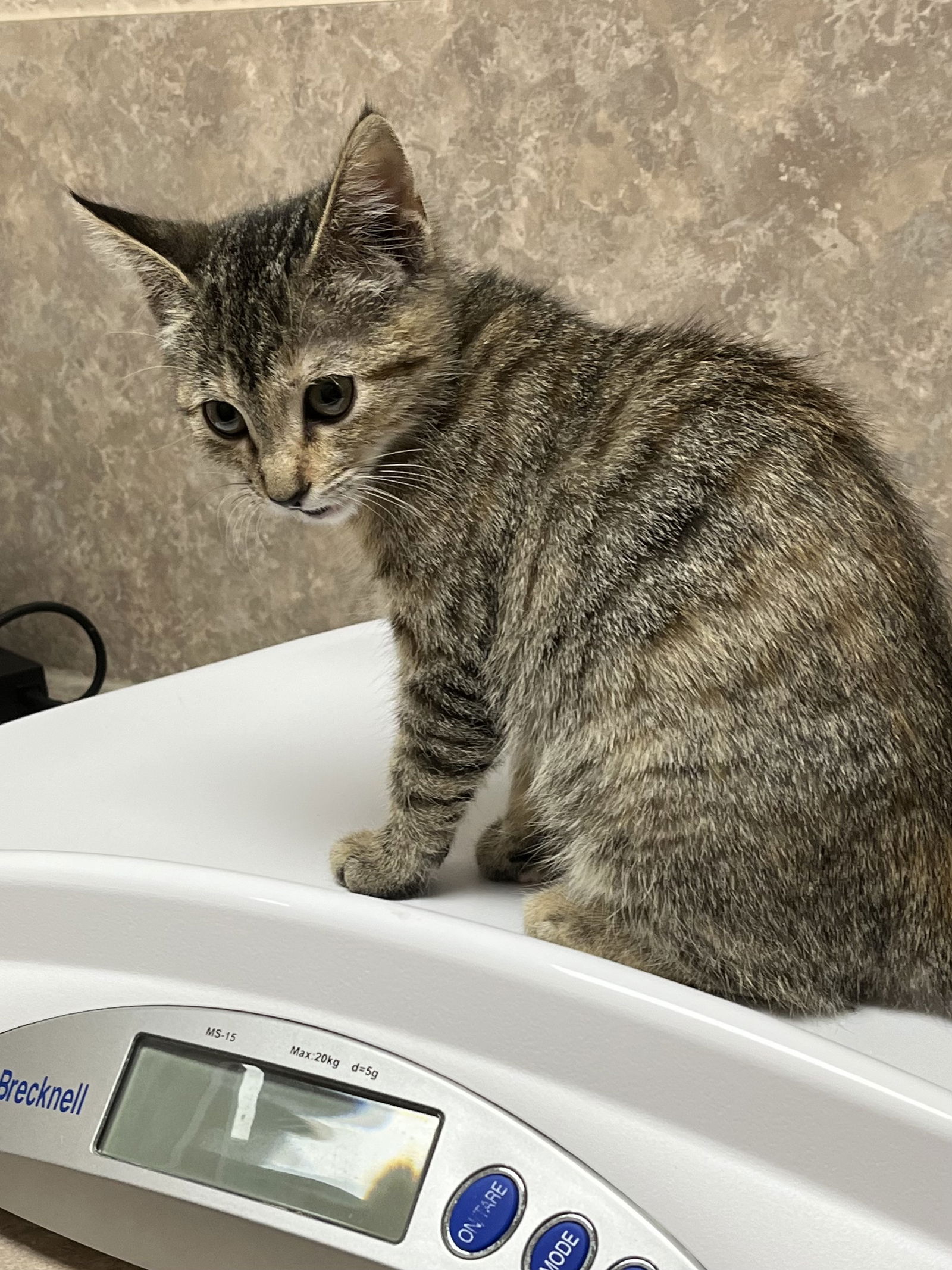 adoptable Cat in Fort Worth, TX named “Cleo”