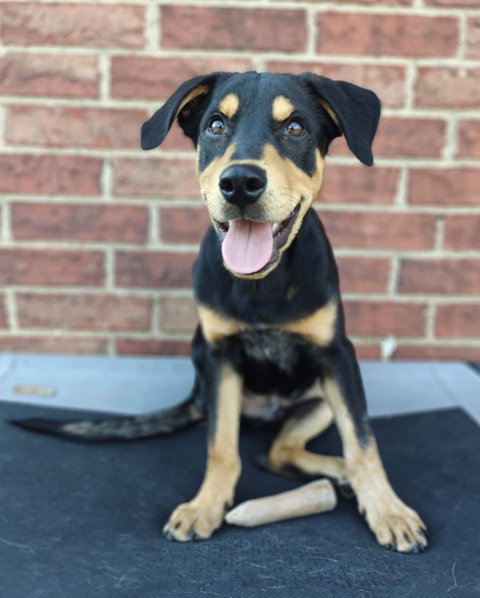 adoptable Dog in Fort Worth, TX named Woody