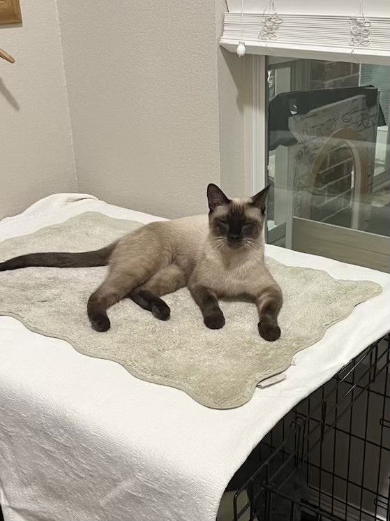 adoptable Cat in Fort Worth, TX named “Sammi”