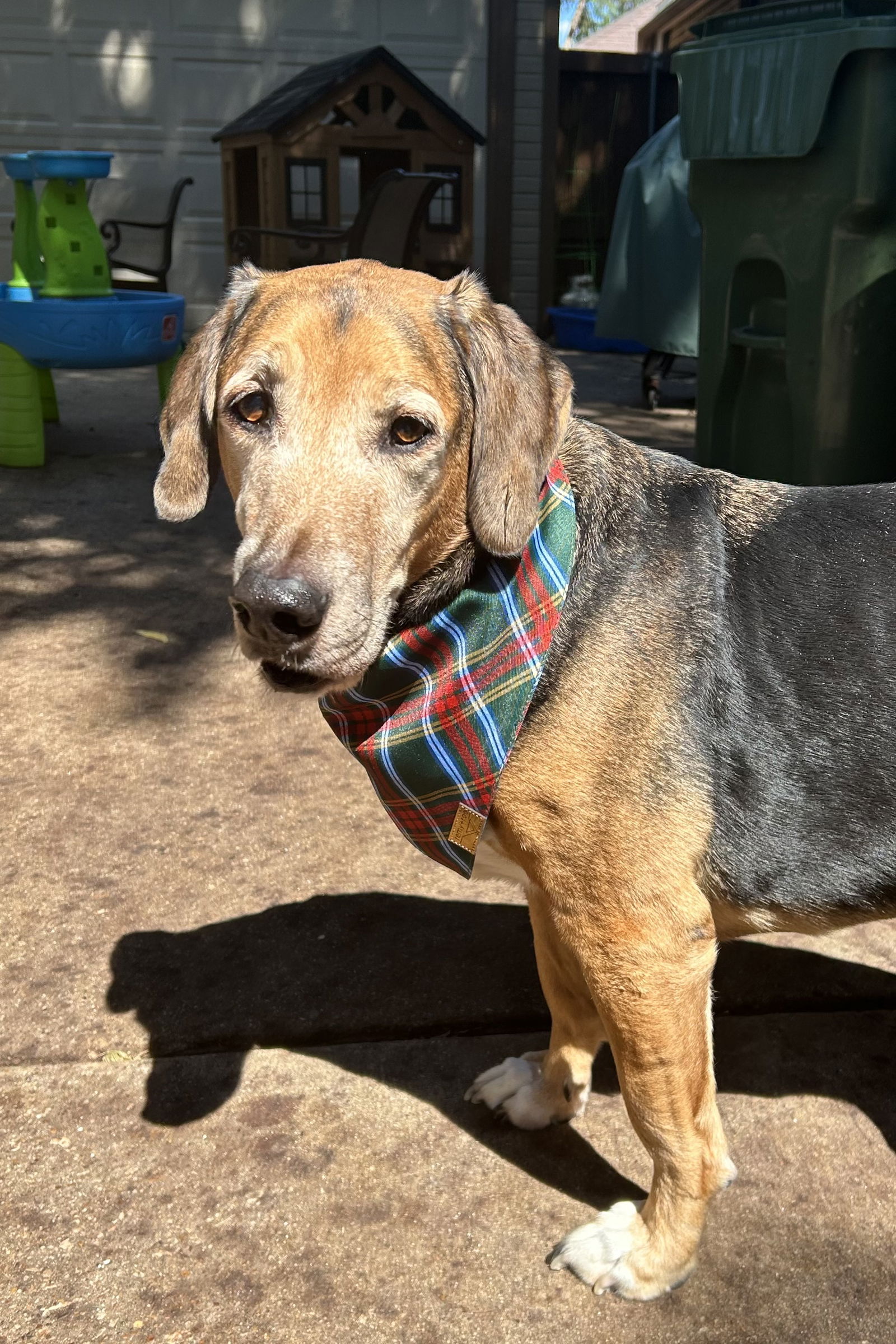 adoptable Dog in Fort Worth, TX named Louie