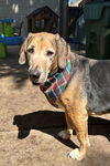 adoptable Dog in fort worth, Unknown named Louie