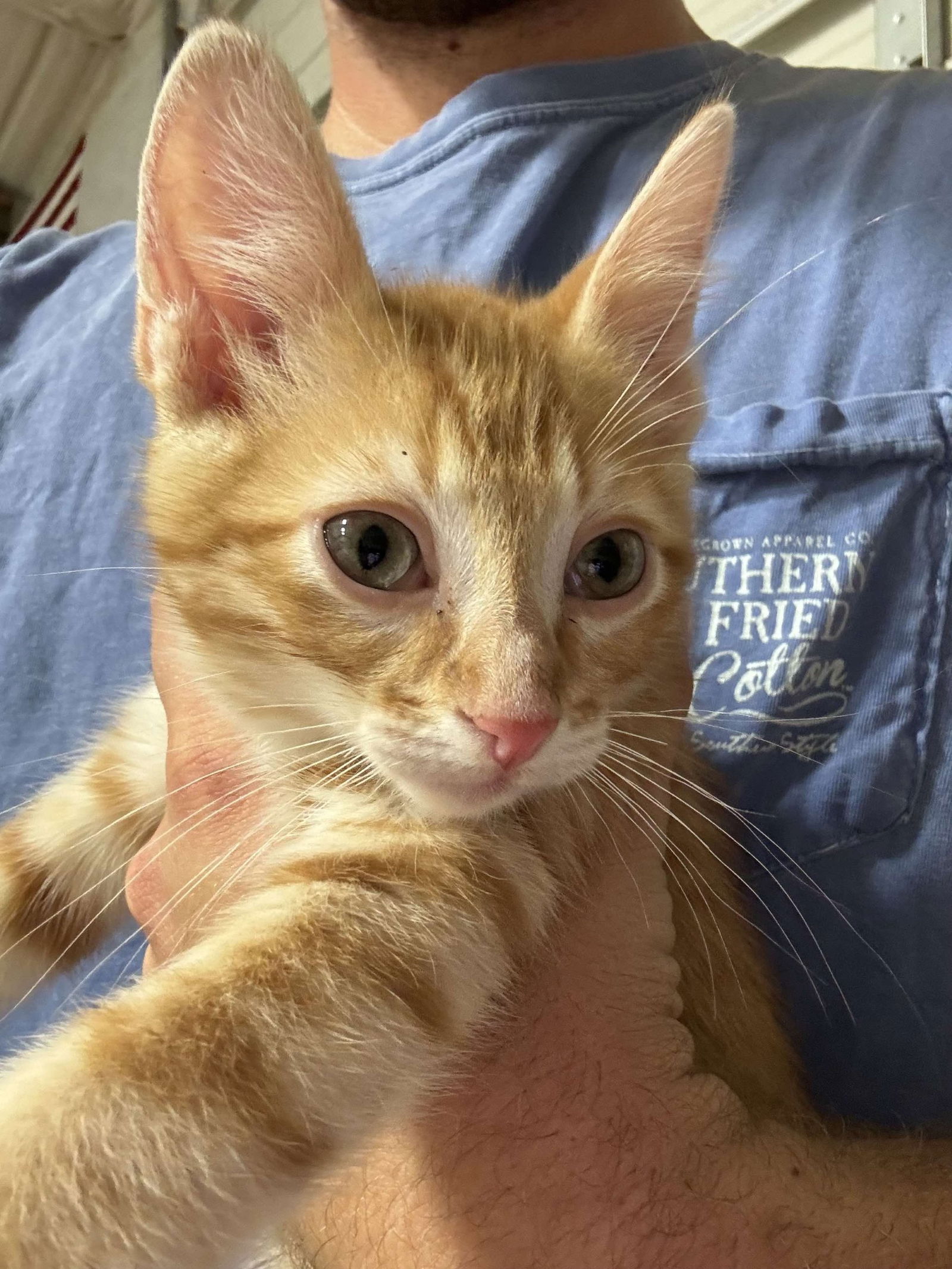 adoptable Cat in Fort Worth, TX named “Nobel”