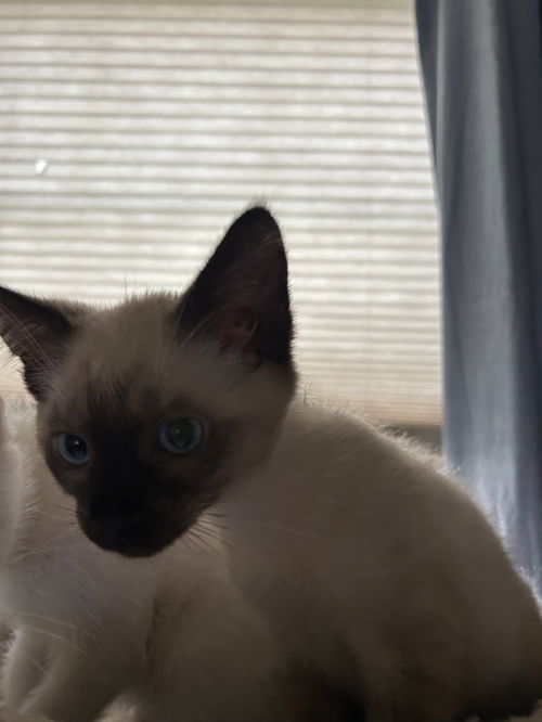 “Mocha”