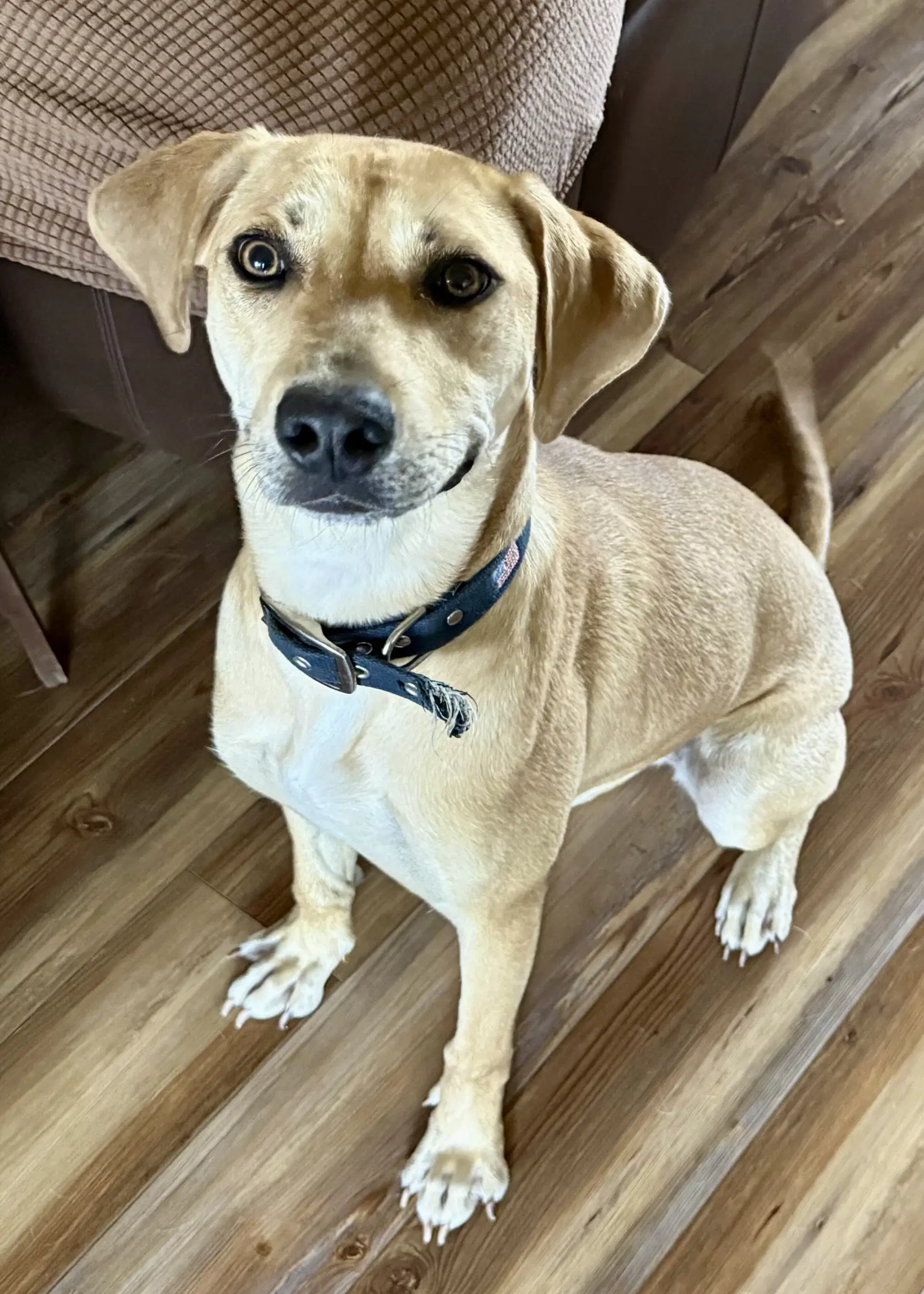 Honey - Labrador Retriever