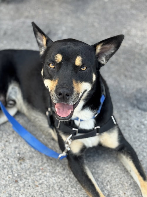 picture of the dog needing adoption