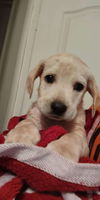Casper