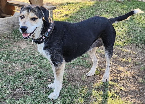 picture of the dog needing adoption