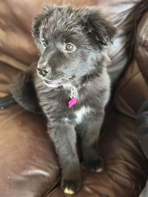 Emmy