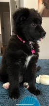 Emmy