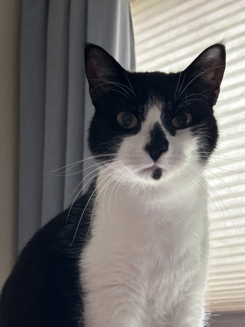 Rudolph, an adoptable Domestic Short Hair in Fort Worth, TX