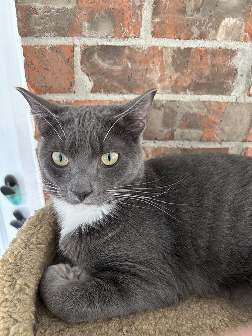 Valentino, an adoptable Domestic Short Hair in Fort Worth, TX