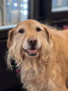 Maddy