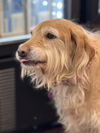 Maddy