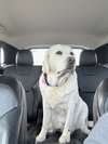 Tilly