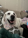 Tilly