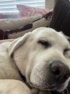 Tilly