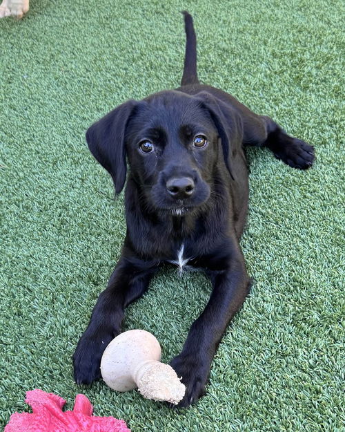 picture of the dog needing adoption