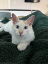 Cotton