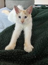 Cotton